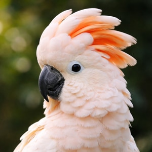 Bonito †26.12.2025