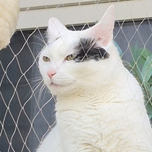 Kiara